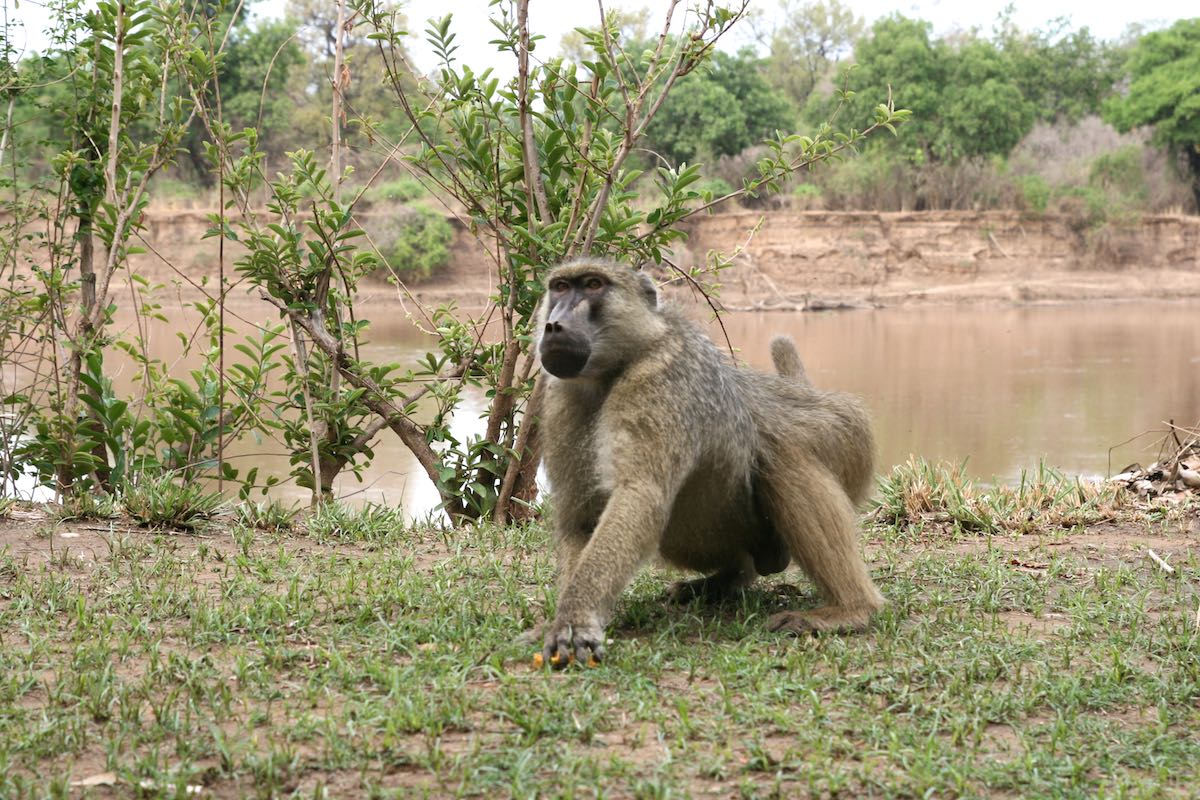 South luangwa 59