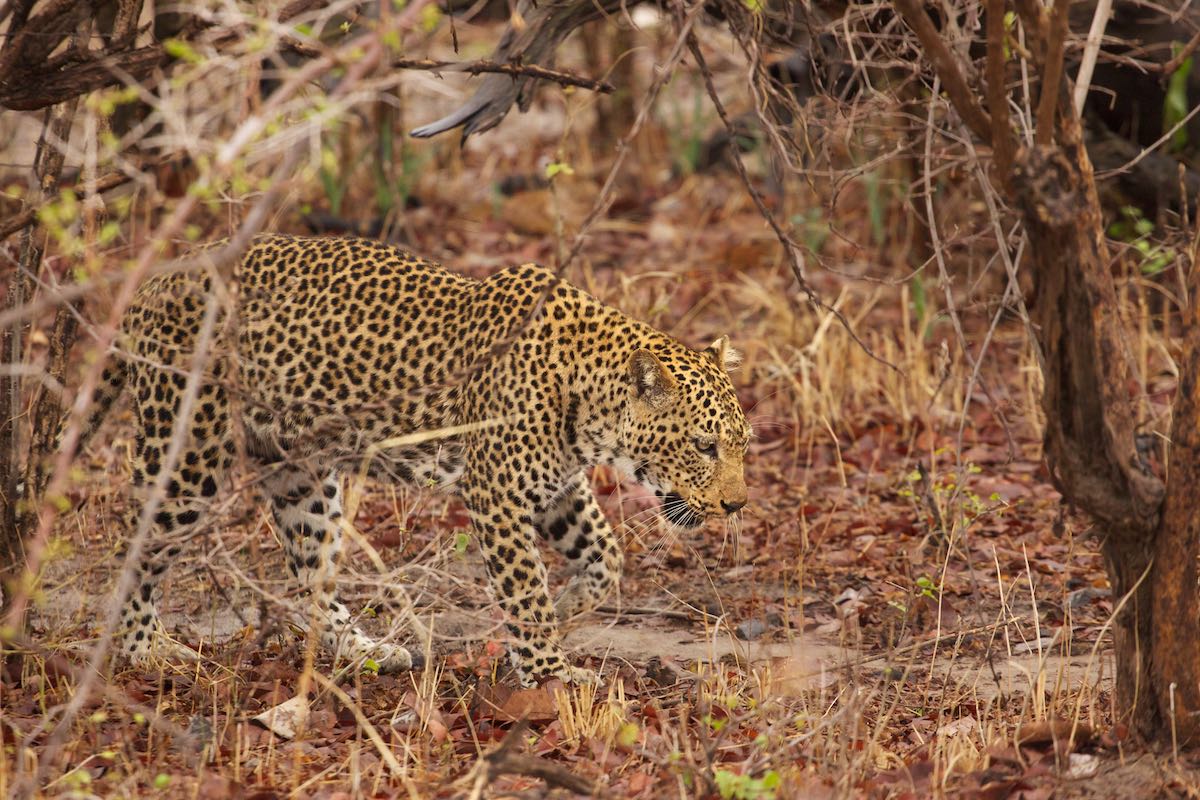 South luangwa 6