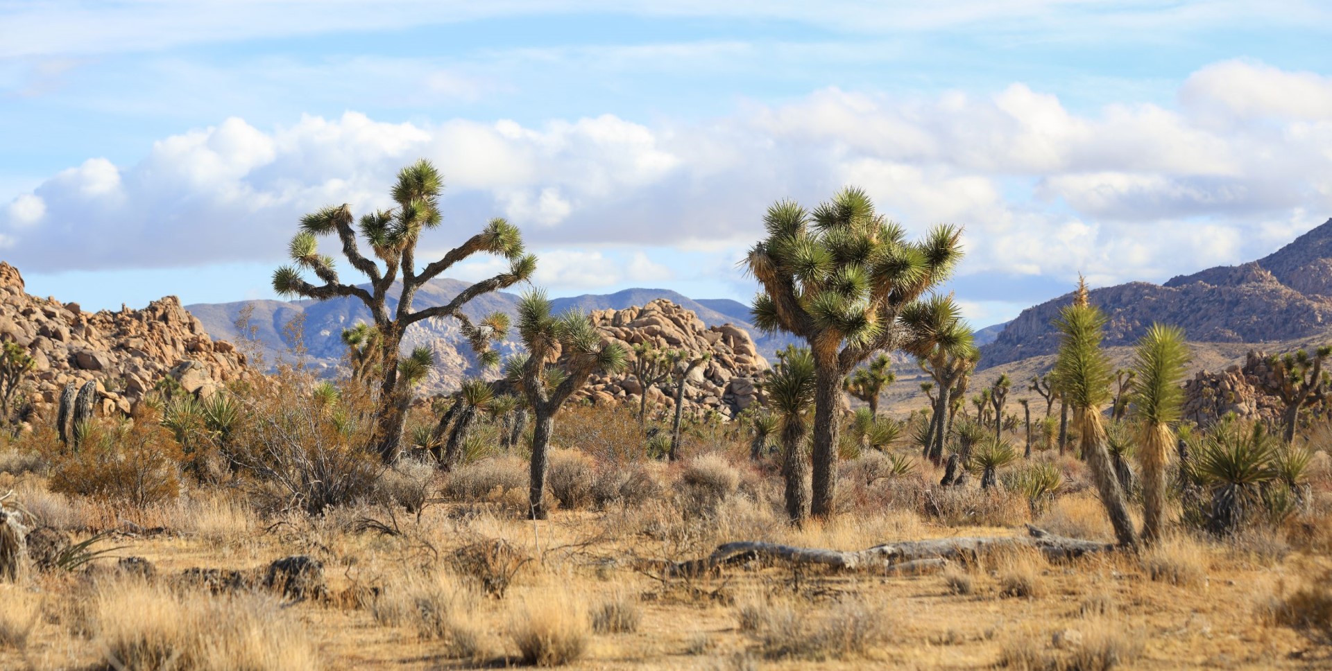 Joshua Tree National Park